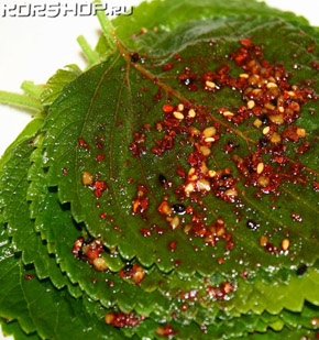 кунжутные листья соленые в остром соусе корейская закуска